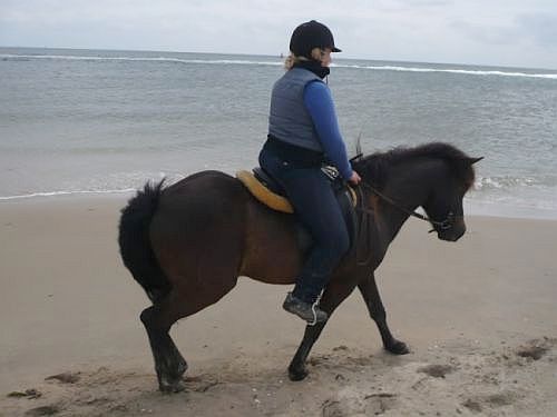 In de stress op een onbekend paard - Vlieland 2010